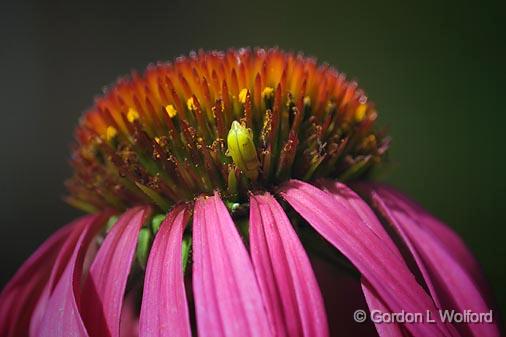 Bug On A Coneflower_51584.jpg - Photographed near Carleton Place, Ontario, Canada.